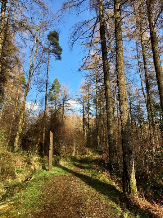 Tarbet Isle Forest Path